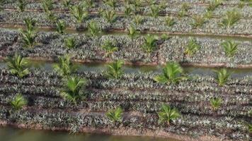 Aerial rotating view pineapple and oil palm grow together video