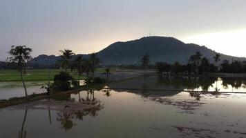 Aerial sliding over coconut tree in water paddy field. video