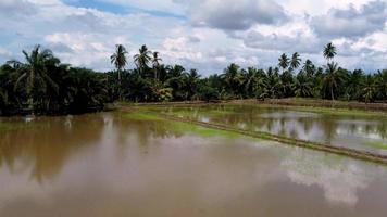 Reflection of coconut and oil palm tree video