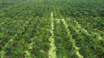 Aerial view look down young oil palm video