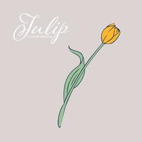 Beautiful Spring Tulip flower isolated object. Hand-drawn element. vector