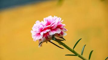 Colorful Common Purslane, Verdolaga photo