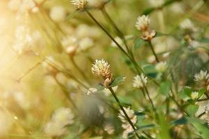 white clover flowers on the mountain slopes photo