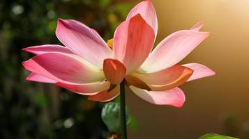 loto rosa único en un estanque con luz solar foto