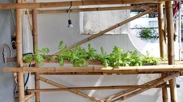 hydroponic pipe using bamboo photo