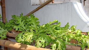 tubería hidropónica usando bambú foto