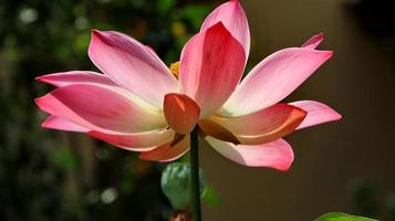 Natural Lotus Flower Blooms in a beautiful garden photo