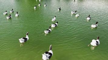 dierlijke grauwe gans in groen meer video