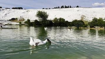 Greylag Goose in Lake in Thermal Spring Water Place Pamukkale in Turkey video