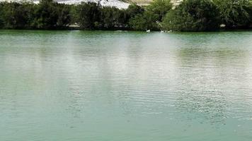 Greylag Goose in Lake in Thermal Spring Water Place Pamukkale in Turkey video