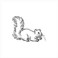 Squirrel logo design on white background. vector