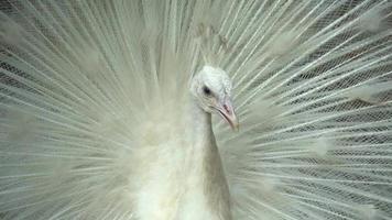 Close up white peafowl head. video