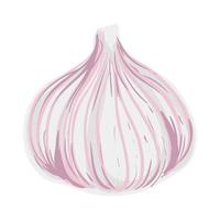 Garlic Colorful Illustration Isolated on White Background vector