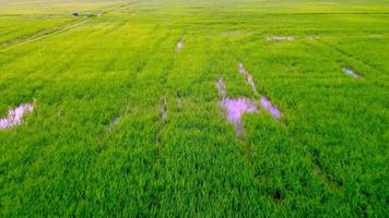 volar sobre el campo de arroz verde en la mañana video