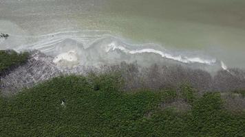 Aerial view look down sliding over bare mangrove tree video