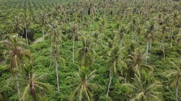 Aerial view look down lush green coconut video