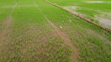 uccello asiatico cicogna openbill alla ricerca di cibo video