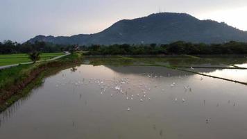 vista aérea garza blanca pájaros buscan comida en el arrozal de agua video