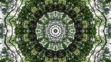 Kaleidoscope of green tree in 4k abstract background video