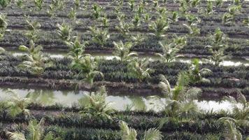 Aerial view oil palm and pineapple farm video