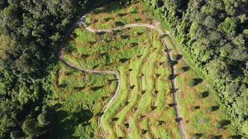 Drone shot of new replant plantation video