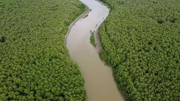 Luftbild-Kurvenfluss in der Nähe des grünen Mangrovenbaums video