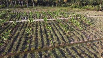 plantação de abacaxi e bananeira video
