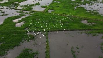un groupe d'oiseaux aigrette vole dans une rizière.