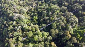 luchtfoto draaien naar beneden kijken boomtop lopen video