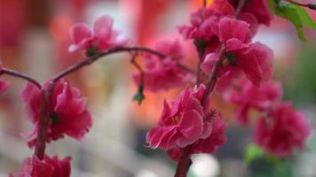 Artificial plum blossom in sprin video