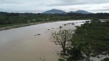 garça branca pássaro e corvos é voar video