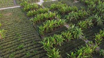 vista aérea para baixo plantação de bananeiras video