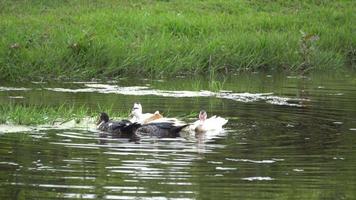 Group of ducks swim at river video