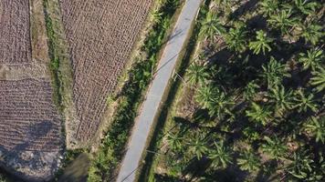 Oil palm and cultivation land video