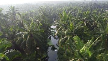 Aerial view small dark river in oil palm video