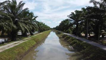 Move forward the small river of oil palm tree video