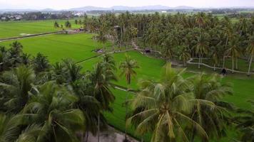 sobrevoo aéreo sobre plantação de coco video