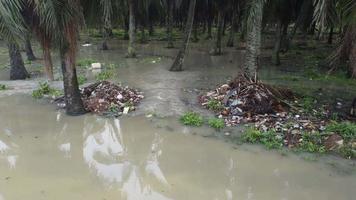 discarica di palma da olio video