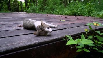 moverse hacia un gato tumbado en un puente de madera video