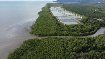 Aerial view shrimp farm near mangrove tree forest video