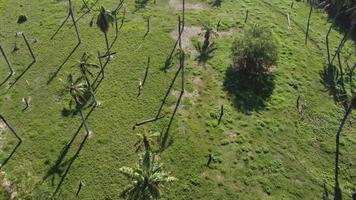 Aerial view shadow of coconut palm tree video