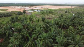 Aerial sliding over oil palm tree agriculture farm. video