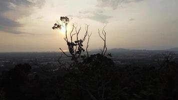 Silhouette tracking bare tree video