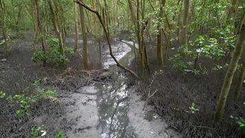 hermoso paisaje bosque de árboles de manglares. video