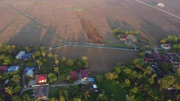 ochtend zonnig licht op penang droog rijstveld tijdens gecultiveerd video