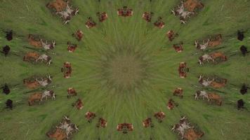 Circular kaleidoscopic of cows video