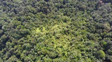vista aerea guarda giù la foresta pluviale della Malesia video