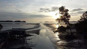 beweeg over het silhouet van de mangroveboom op modderig land