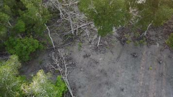 vista aérea árvore de mangue cair video