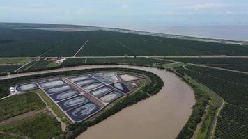 Shrimp farm near the oil palm video